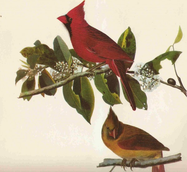 Cardinal bird by John James Audubon
